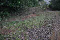 Eriocaulon robustobrownianum